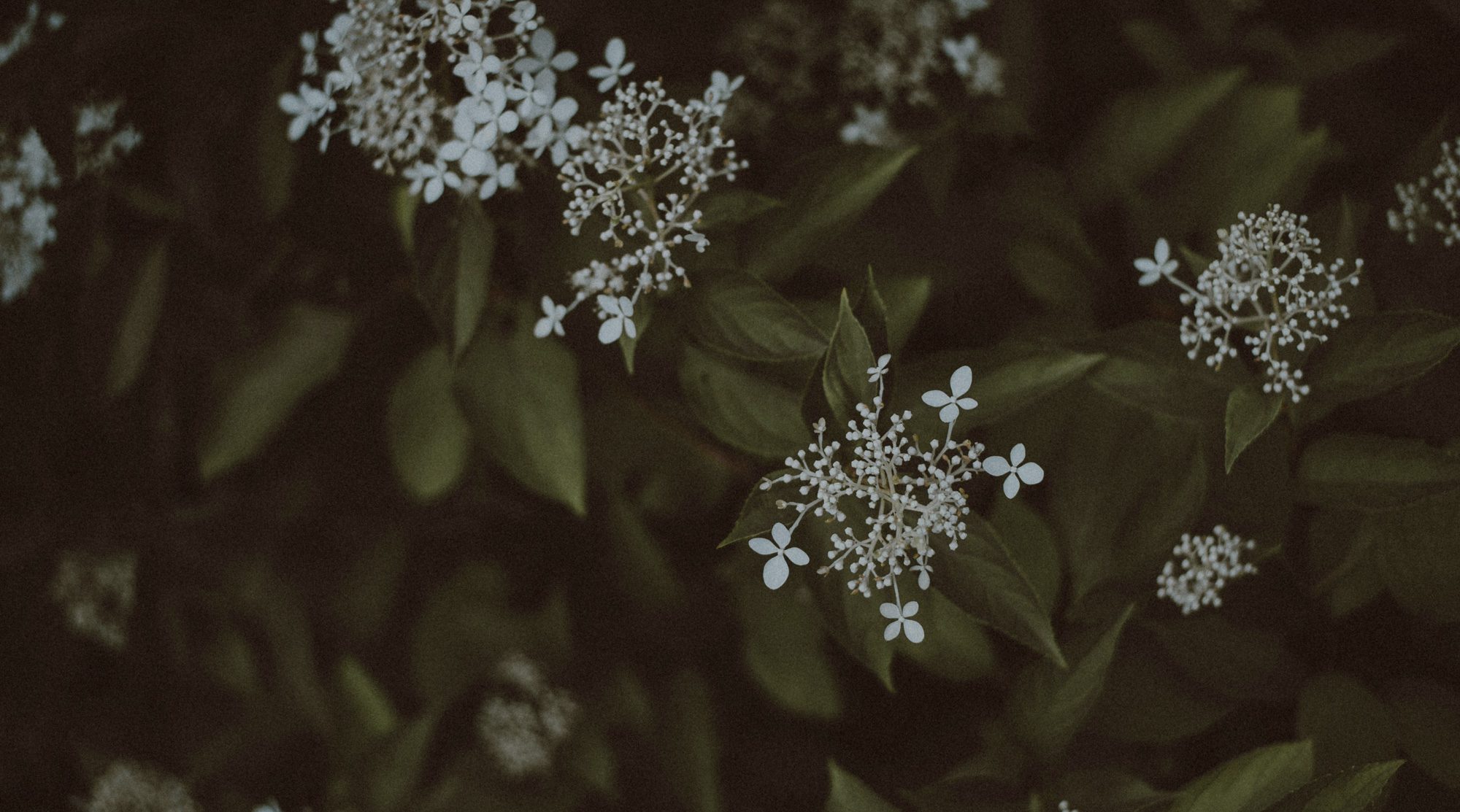 Delicate white blossoms on green leaves